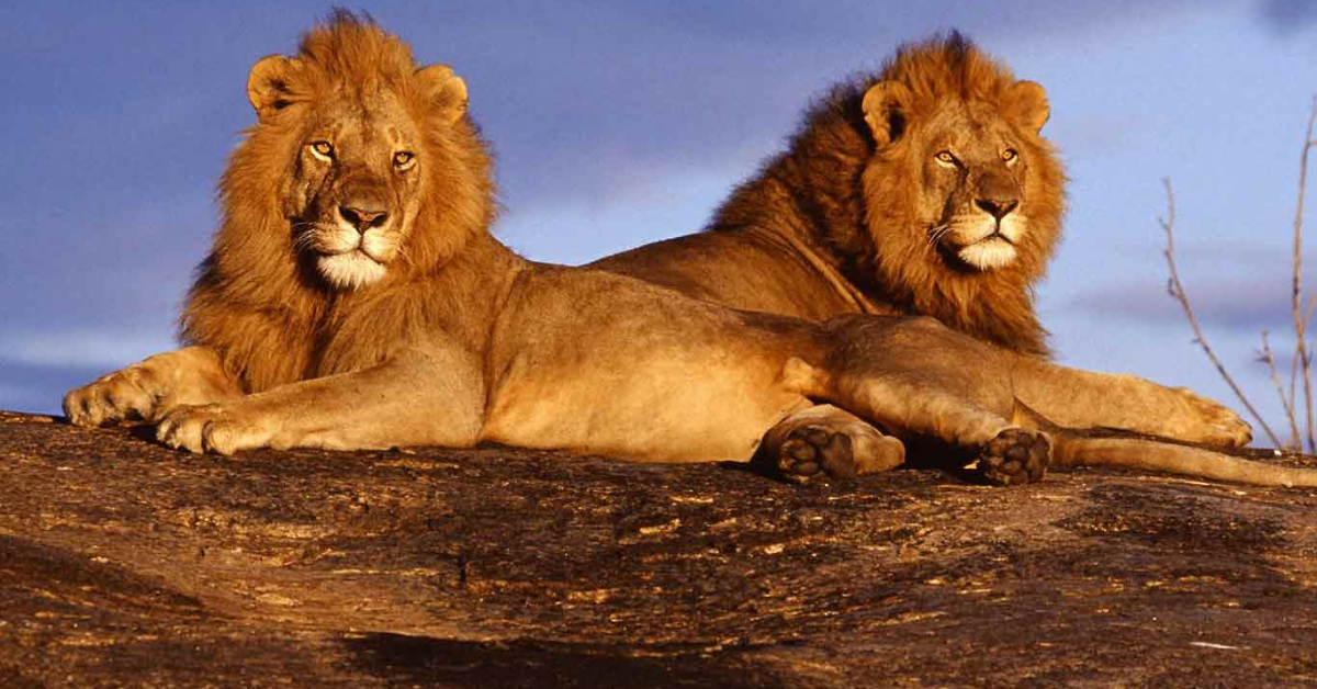 Day 4: Lake Naivasha – Maasai Mara National Reserve