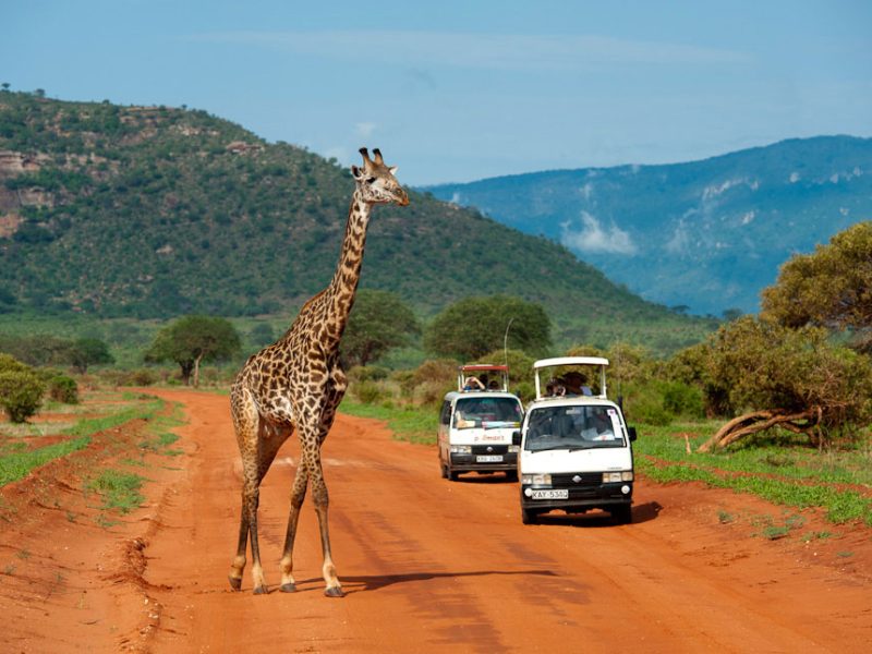 A Day to Tsavo East National park in Kenya.