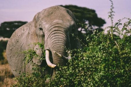 A Day to Tsavo National Park in Kenya.