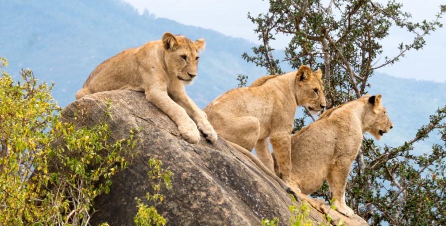 Day 8 Tsavo park to Mombasa 