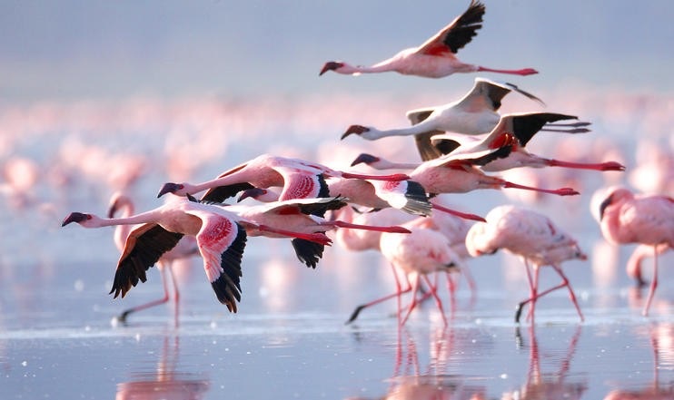 Day 4: Lake Nakuru National Park – Masai Mara National Reserve