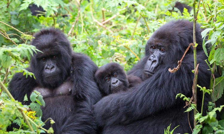 Day 2: Gorilla Tracking – Bwindi Impenetrable National Park