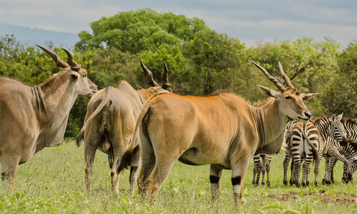 Day 3: Aberdares - Samburu National Reserve