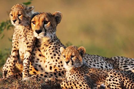 3 Day`s to Meru National Park in Kenya.