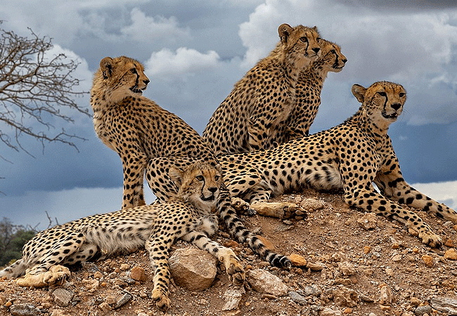 Day 5: Buffalo Spring National Reserve Full Day