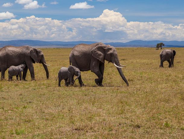 Day 2: Full Day Safari at Marsabit National Park
