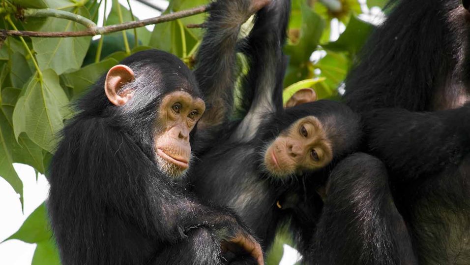 Day 5: Chimpanzee Trekking – Kalinzu Forest & Transfer to Kampala/Entebbe