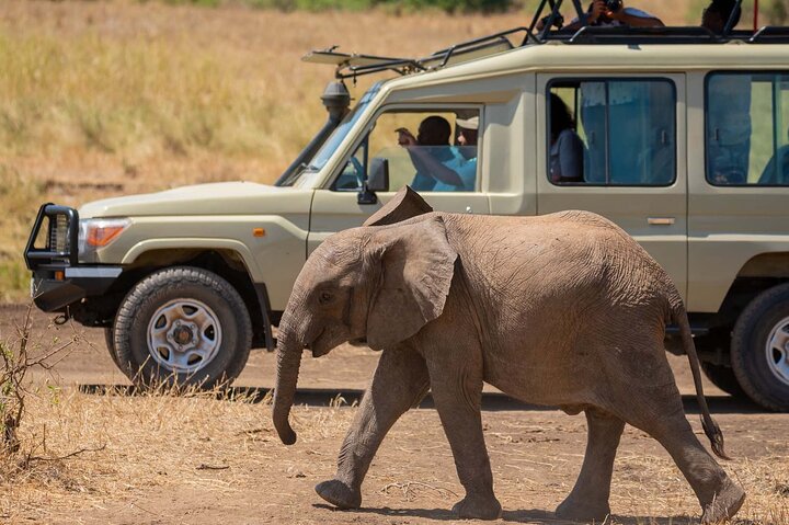 Day 1:  Nairobi - Sweet waters Conservancy & Full Day Safari at Sweetwaters Conservancy