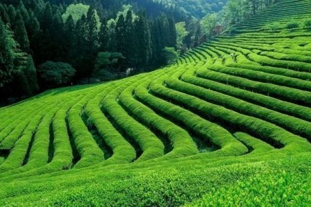 Kiambethu Tea Farm Tour in Kenya.