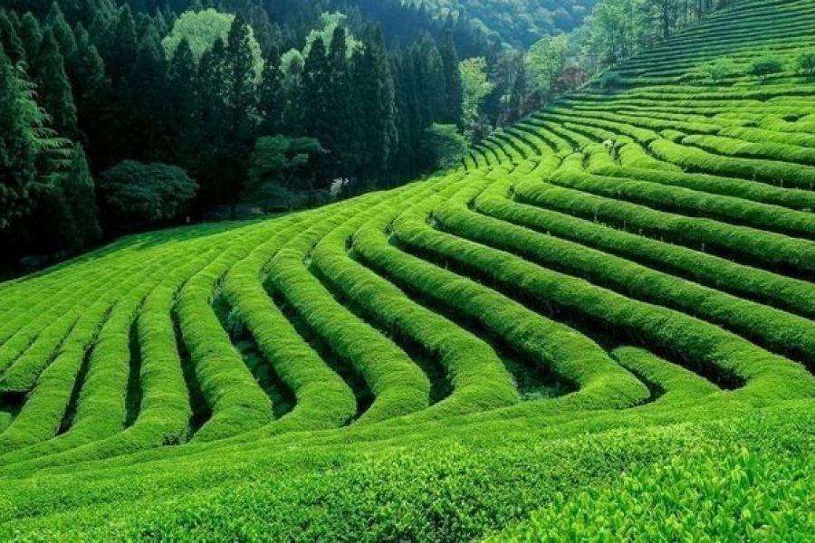 Kiambethu Tea Farm Tour in Kenya.