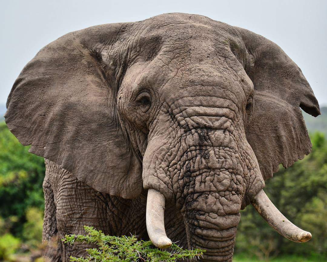 Day 1: Nairobi to Amboseli  