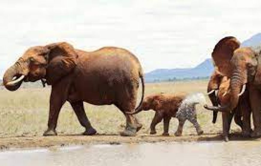 3 Day to Tsavo National Park in Kenya.