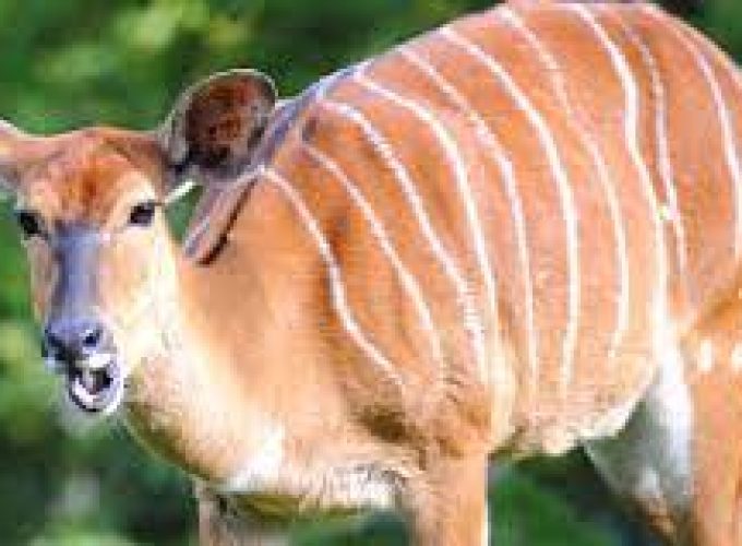 Kenya Horizons featuring Keekorok – 7 Days 6 Nights