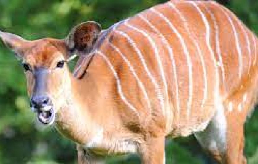 Kenya Horizons featuring Keekorok – 7 Days 6 Nights