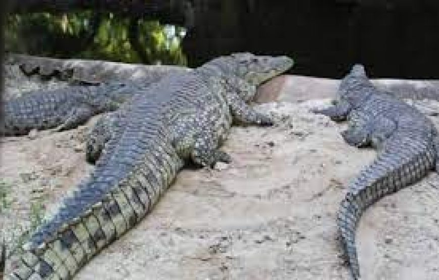 Mamba Village crocodile in Mombasa Kenya.