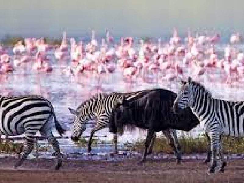 Day trip to lake Nakuru national park in Kenya