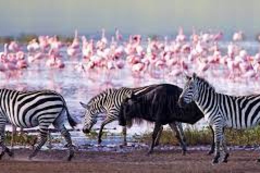 Day trip to lake Nakuru national park in Kenya