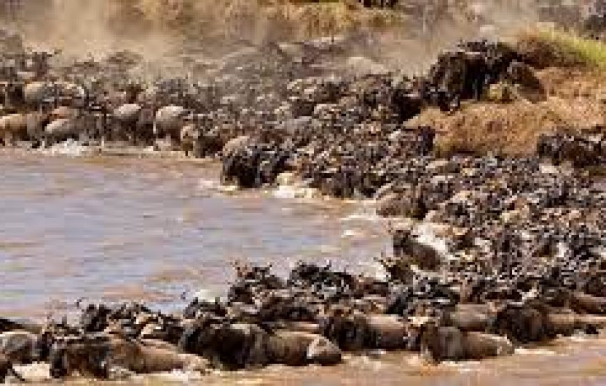 4 days Naivasha Mara in Kenya.