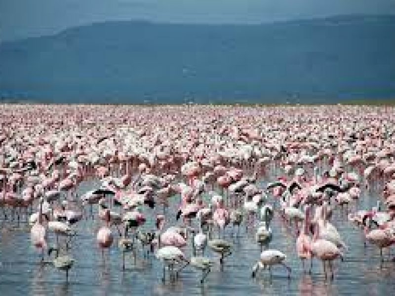 A Trip to Lake Naivasha in Kenya.