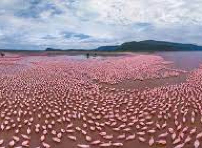2 Days to Lake Bogoria National Reserve in Kenya.