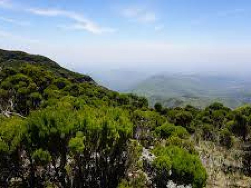 A Day to Aberdare national park in Kenya.