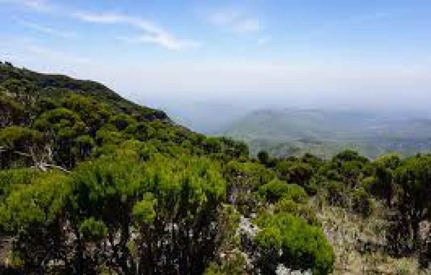 A Day to Aberdare national park in Kenya.