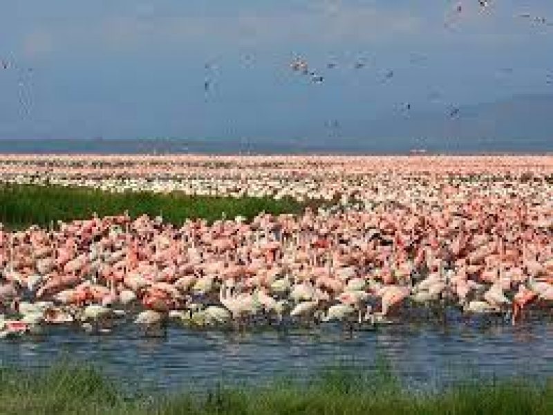 5 days 4 nights Camping Safari in Maasai Mara, Lake Nakuru and Naivasha Kenya.