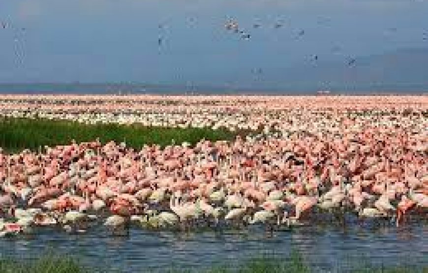 Day trip to lake Nakuru national park in Kenya