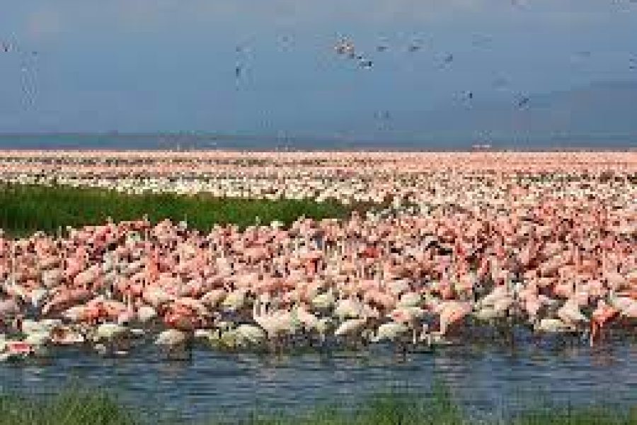 5 days 4 nights Camping Safari in Maasai Mara, Lake Nakuru and  Naivasha  Kenya.