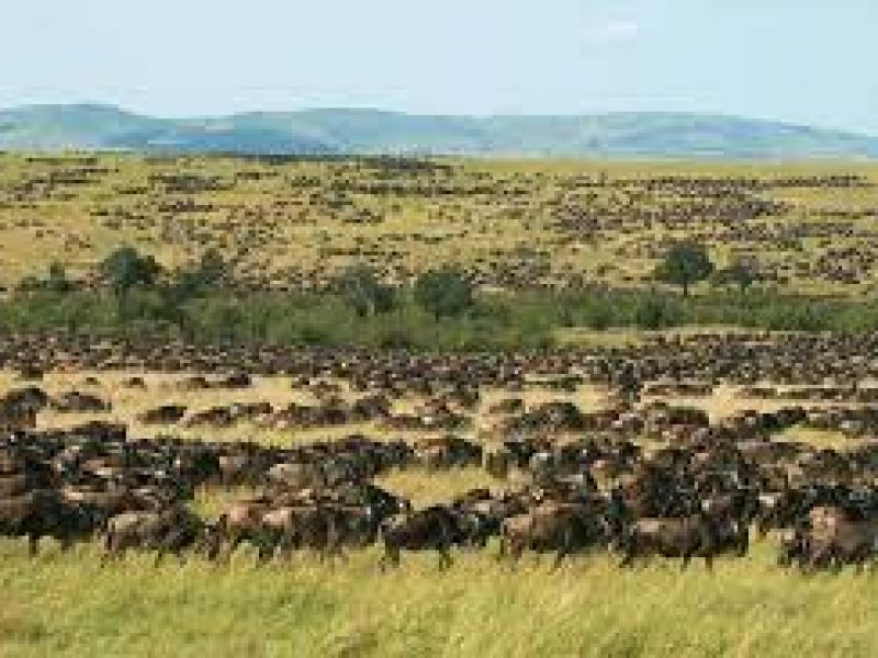 A Day Trip to Masai Mara National Reserve Kenya.