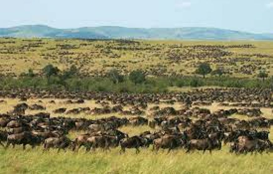 3 Days 2 Nights Masai Mara Budget Safari in Kenya.