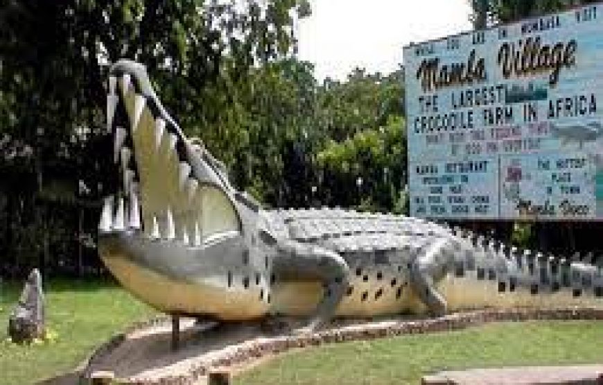 Mamba Village crocodile in Mombasa Kenya.