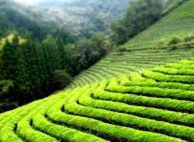 Kiambethu Tea Farm Tour in Kenya.