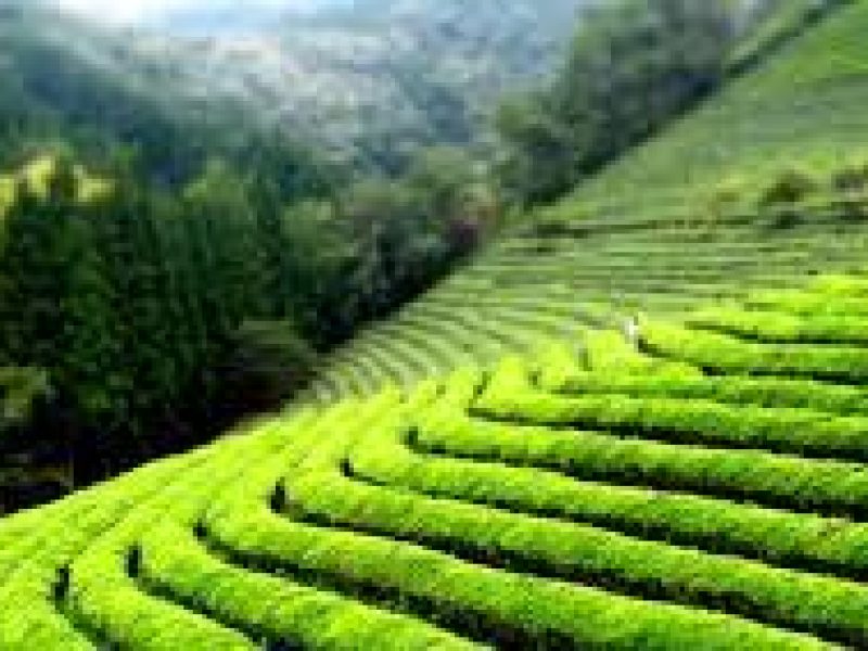 Kiambethu Tea Farm Tour in Kenya.