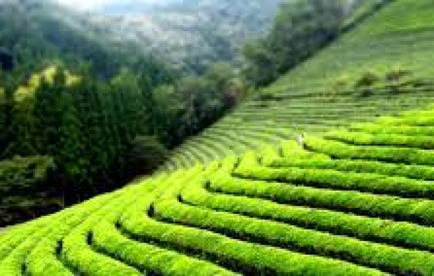 Kiambethu Tea Farm Tour in Kenya.