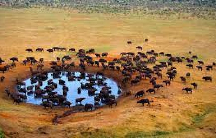 3 Day`s to Meru National Park in Kenya.