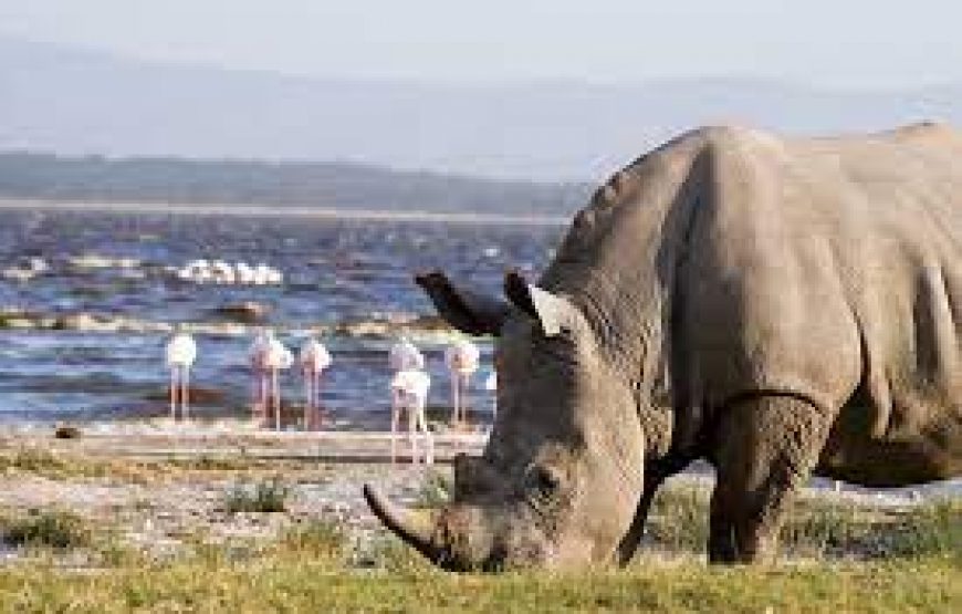 Day trip to lake Nakuru national park in Kenya