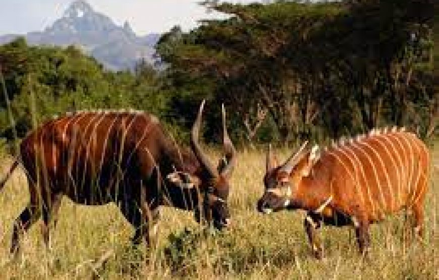 3 Day to Samburu National Reserve in Kenya.