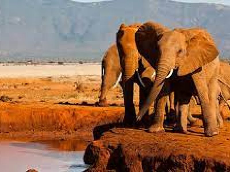 3 Day to Tsavo National Park in Kenya.