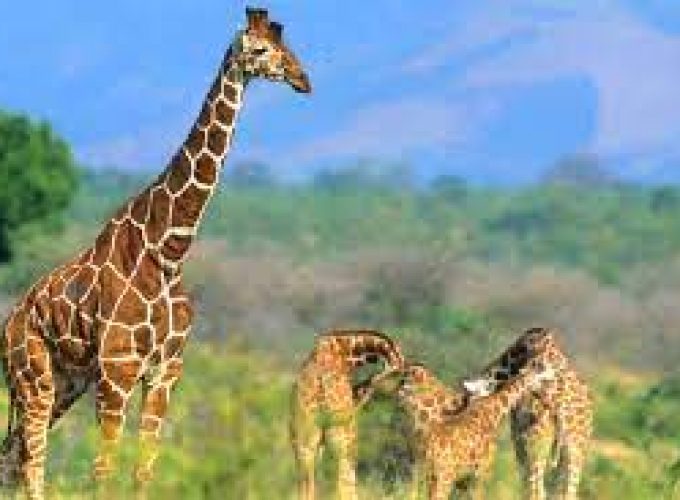 3 Day`s to Meru National Park in Kenya.