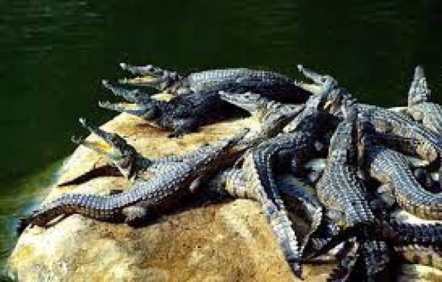 Mamba Village crocodile in Mombasa Kenya.
