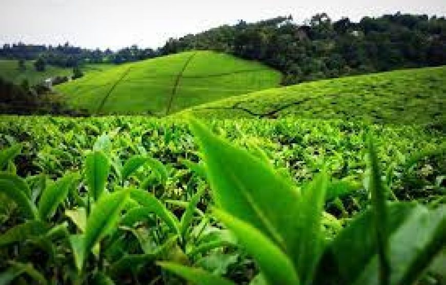 Kiambethu Tea Farm Tour in Kenya.