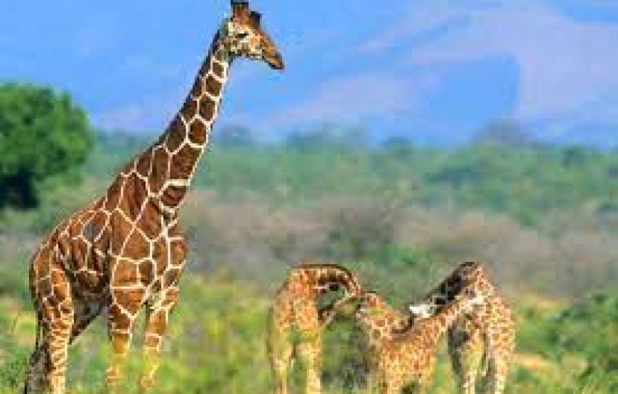 3 Day`s to Meru National Park in Kenya.