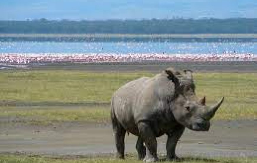 Day trip to lake Nakuru national park in Kenya