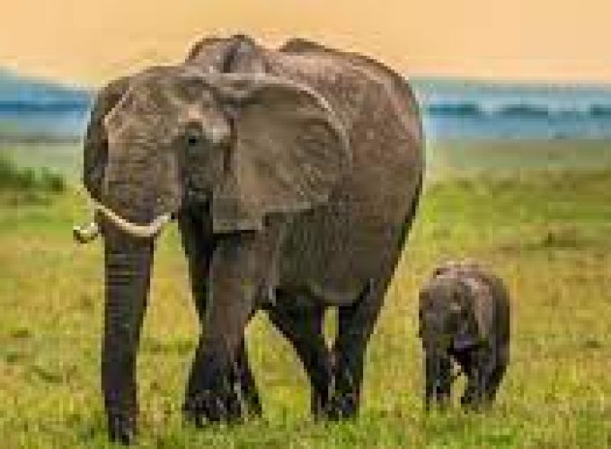 3 Days 2 Nights Masai Mara Budget Safari in Kenya.