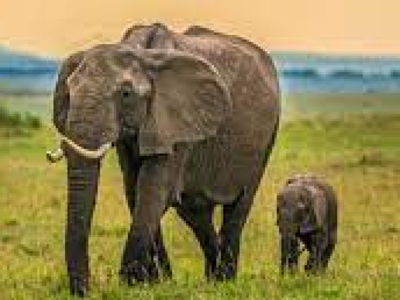 3 Days 2 Nights Masai Mara Budget Safari in Kenya.