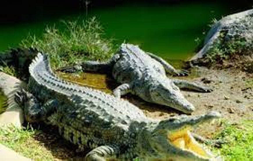 Mamba Village crocodile in Mombasa Kenya.