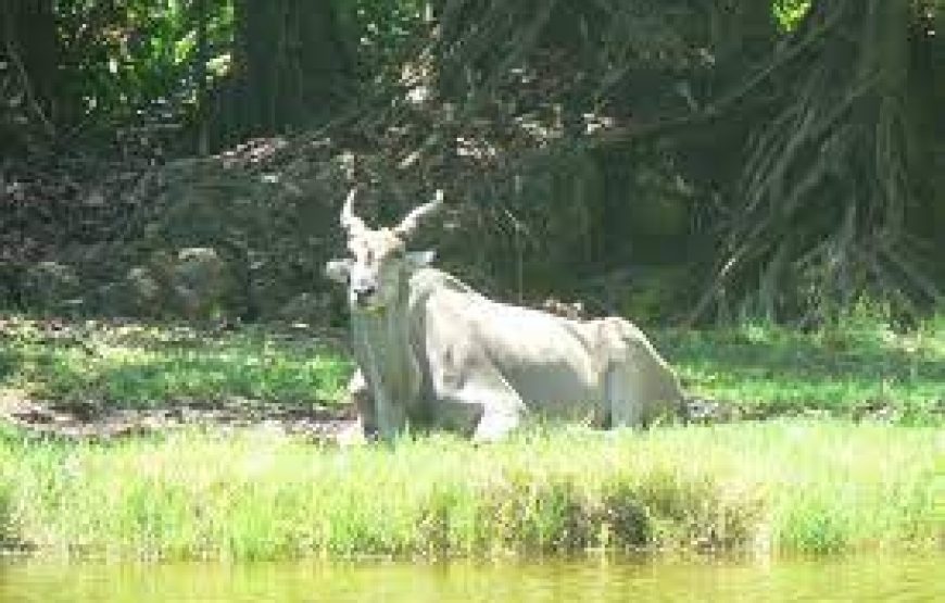 Half-Day to Haller Park Mombasa in Kenya