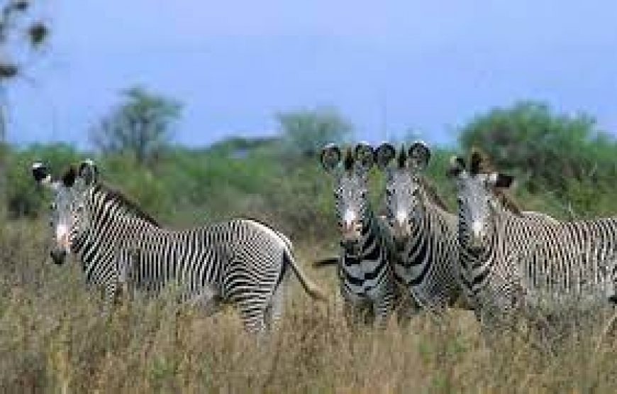 3 Day`s to Meru National Park in Kenya.