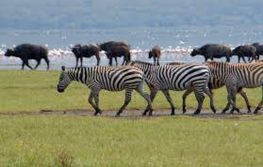 Day trip to lake Nakuru national park in Kenya